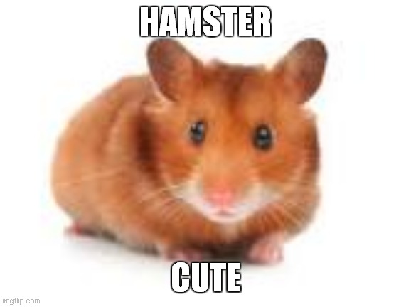 hamster cute | HAMSTER; CUTE | image tagged in hamster algeria country ball | made w/ Imgflip meme maker