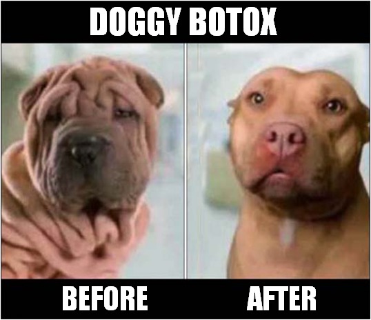 Shar Pei Too Wrinkly ? | DOGGY BOTOX; BEFORE                  AFTER | image tagged in dogs,shar pei,botox | made w/ Imgflip meme maker