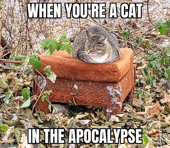 cat in the wasteland | image tagged in cat | made w/ Imgflip meme maker