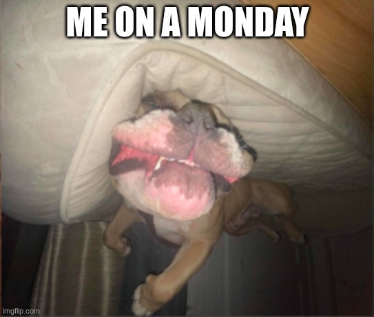 idk | ME ON A MONDAY | image tagged in goofy dog | made w/ Imgflip meme maker