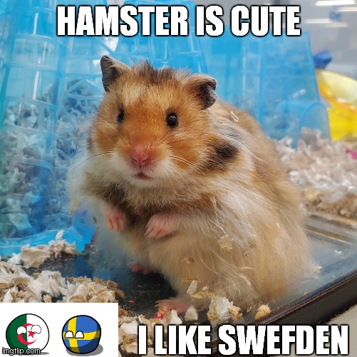 hamster is cute ( i like sweden ) | HAMSTER IS CUTE; I LIKE SWEFDEN | image tagged in surprised hamster | made w/ Imgflip meme maker