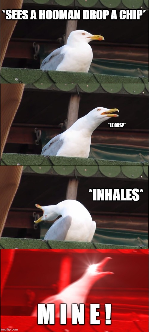 "Your chippity choppity is my property" | *SEES A HOOMAN DROP A CHIP*; *LE GASP*; *INHALES*; M I N E ! | image tagged in memes,inhaling seagull | made w/ Imgflip meme maker