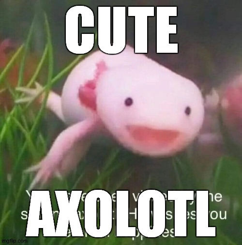 cute axolotl | CUTE; AXOLOTL | image tagged in wholesom axolotl | made w/ Imgflip meme maker