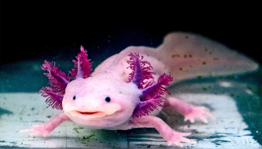 Axolotl | image tagged in axolotl | made w/ Imgflip meme maker