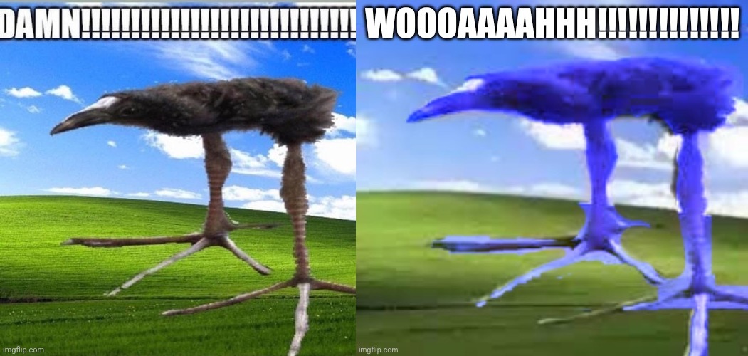 image tagged in damn,chrono damn bird woah regular show blue | made w/ Imgflip meme maker