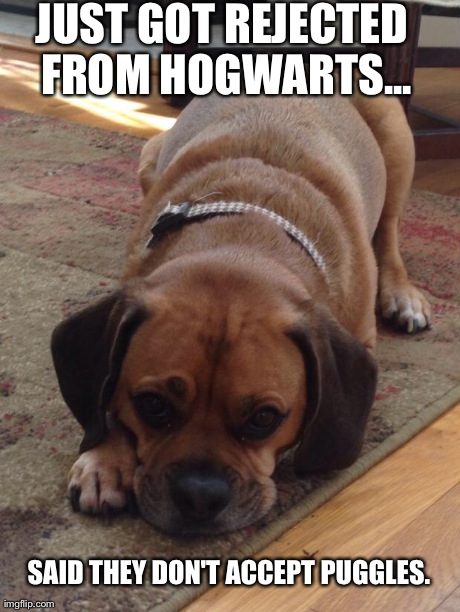 JUST GOT REJECTED FROM HOGWARTS... SAID THEY DON'T ACCEPT PUGGLES. | image tagged in sad puggle | made w/ Imgflip meme maker