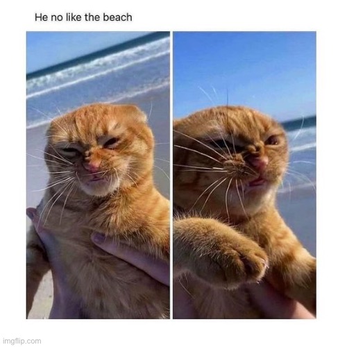 He no like the beach Blank Meme Template
