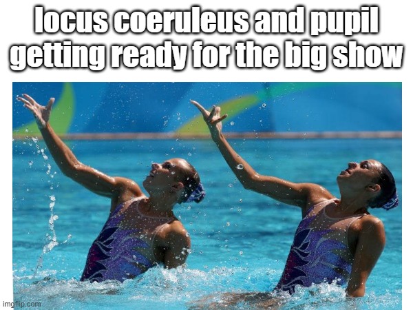 PSY Meme | locus coeruleus and pupil getting ready for the big show | image tagged in memes | made w/ Imgflip meme maker