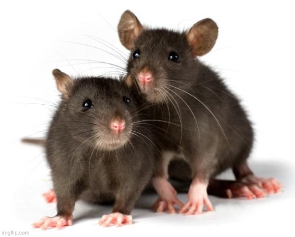 Rats | image tagged in rats | made w/ Imgflip meme maker