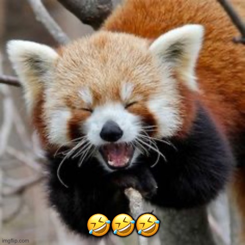 Rofl Red Panda | ??? | image tagged in rofl red panda | made w/ Imgflip meme maker