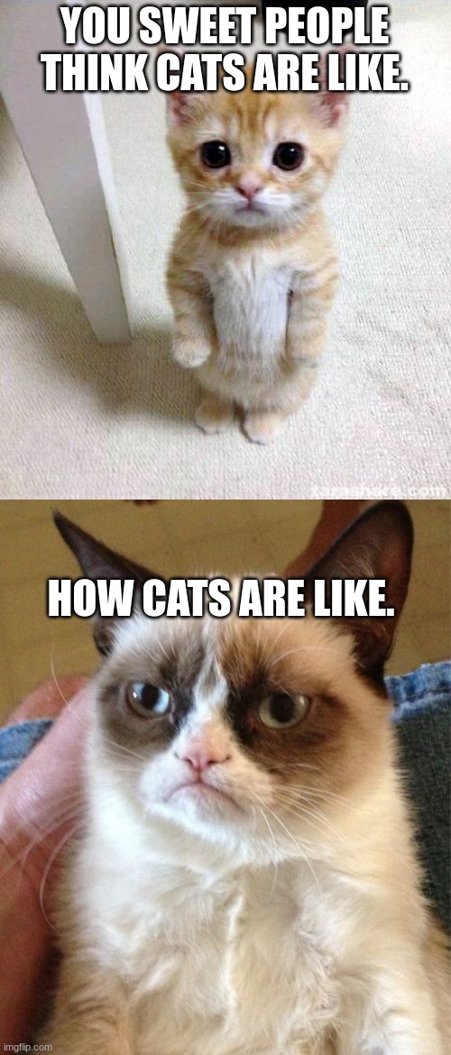 cat meme | YOU SWEET PEOPLE THINK CATS ARE LIKE. HOW CATS ARE LIKE. | image tagged in memes,cute cat,grumpy cat | made w/ Imgflip meme maker