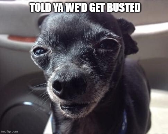 Funny dog  is busted. | TOLD YA WE'D GET BUSTED | image tagged in dog,funny,weed | made w/ Imgflip meme maker
