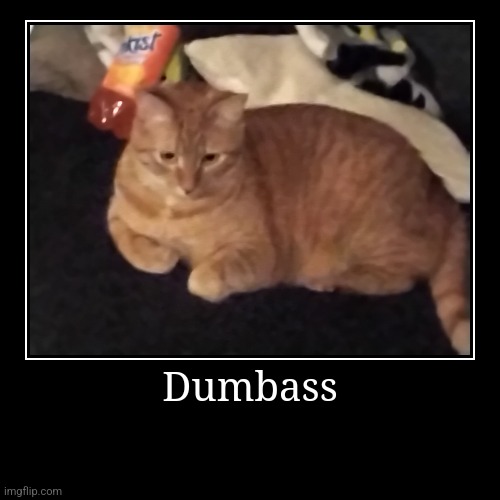 Dumbass | Dumbass | | image tagged in funny,demotivationals | made w/ Imgflip demotivational maker