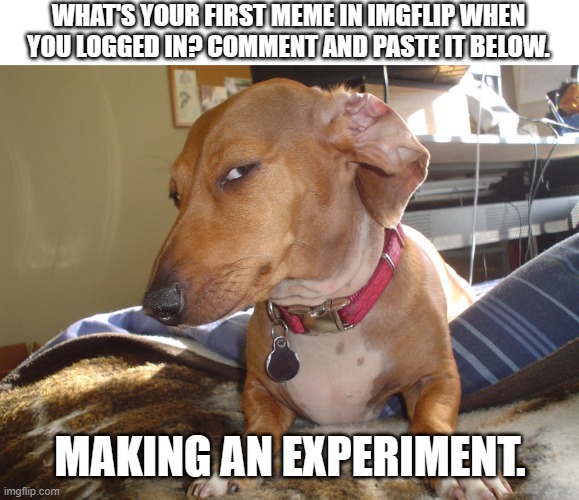 1 Month and I'll follow up this meme. | WHAT'S YOUR FIRST MEME IN IMGFLIP WHEN YOU LOGGED IN? COMMENT AND PASTE IT BELOW. MAKING AN EXPERIMENT. | image tagged in suspicious dog | made w/ Imgflip meme maker