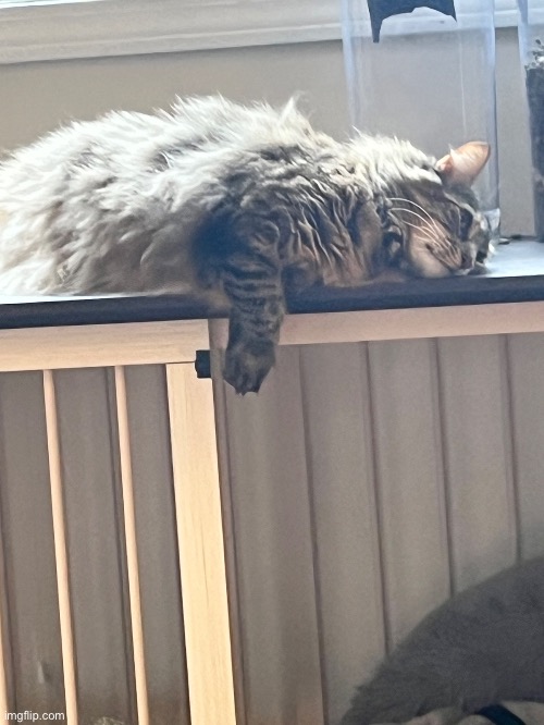 My cat do be chillin | made w/ Imgflip meme maker