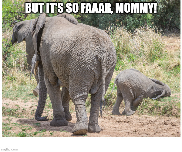 But it's so far, Mommy! | BUT IT'S SO FAAAR, MOMMY! | image tagged in tired,elephant,south africa,funny animals | made w/ Imgflip meme maker