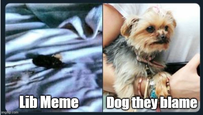 Dog they blame Lib Meme | made w/ Imgflip meme maker