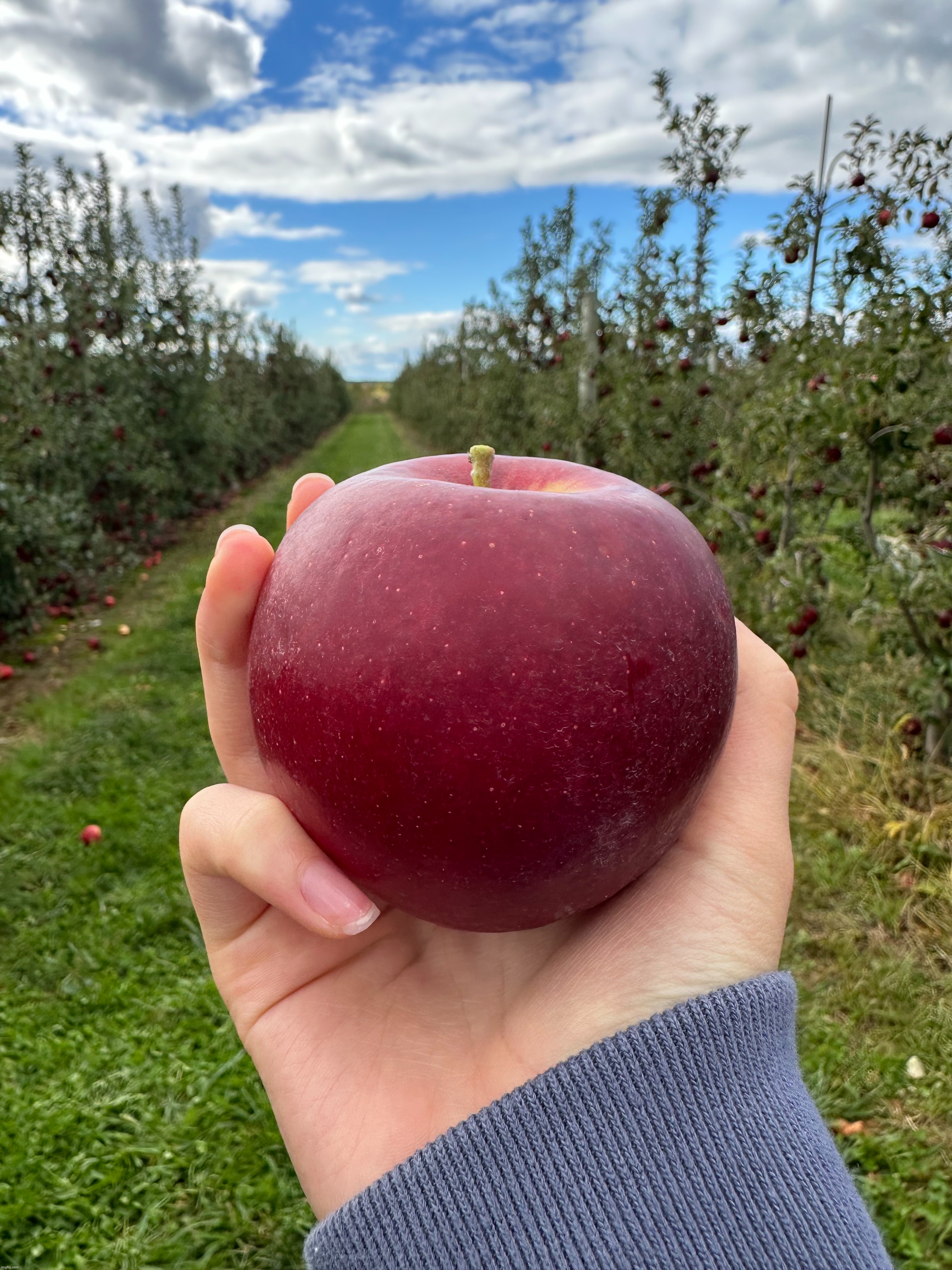 photo i took a couple weeks back when i went to the apple orchard | made w/ Imgflip meme maker