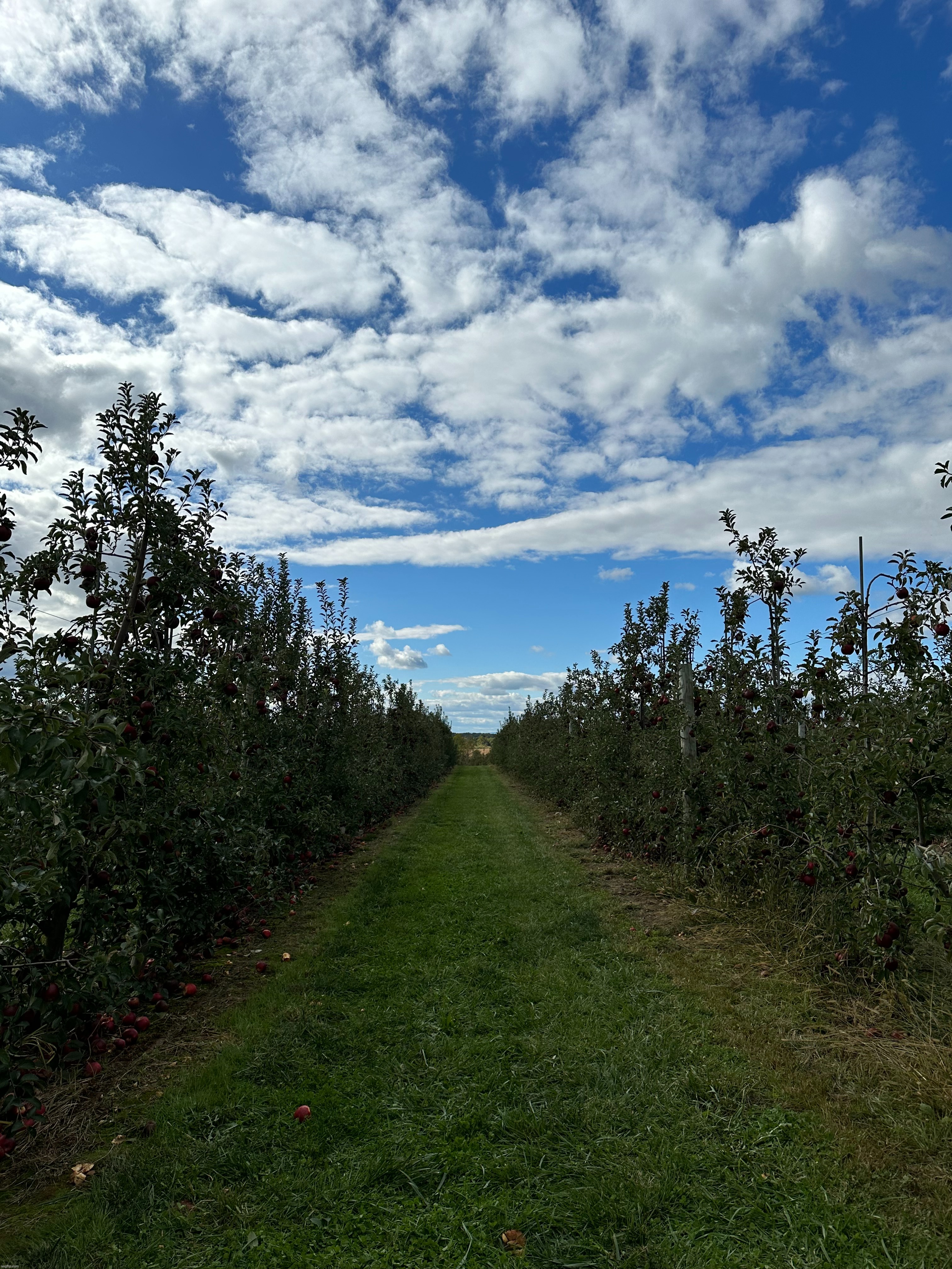 another apple orchard pic | made w/ Imgflip meme maker