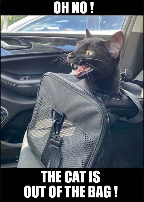 On The Way To The Vets ! | OH NO ! THE CAT IS OUT OF THE BAG ! | image tagged in cats,sayings,vets | made w/ Imgflip meme maker