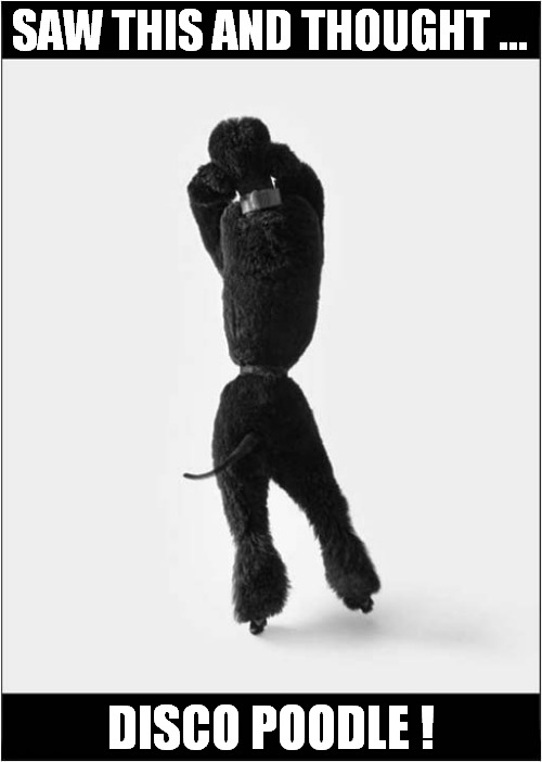 Doggy Dancing The Night Away ! | SAW THIS AND THOUGHT ... DISCO POODLE ! | image tagged in dogs,poodle,dancing,disco | made w/ Imgflip meme maker