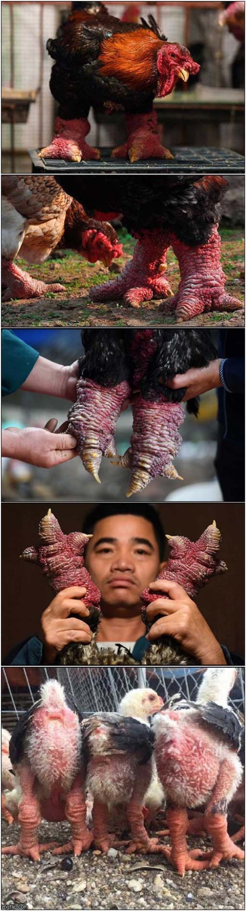 Dragon Chickens ! | image tagged in chickens,dragon,asian | made w/ Imgflip meme maker