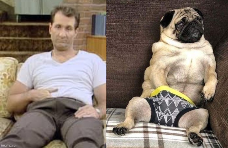 Al pug | image tagged in al,pug,married with children | made w/ Imgflip meme maker