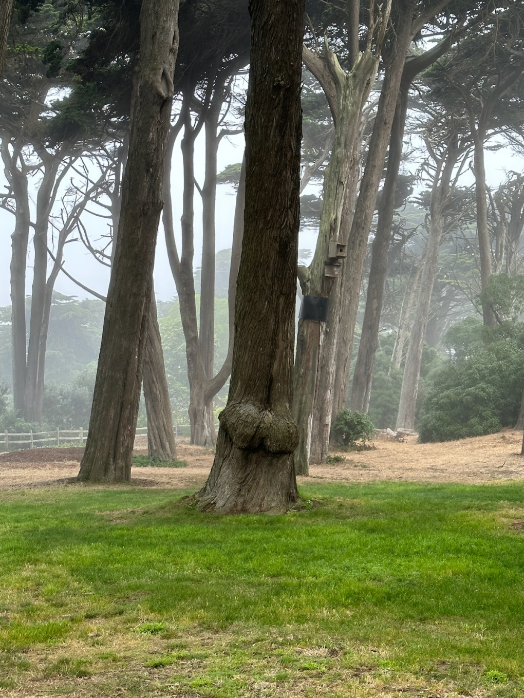 Tree with Butt Blank Meme Template