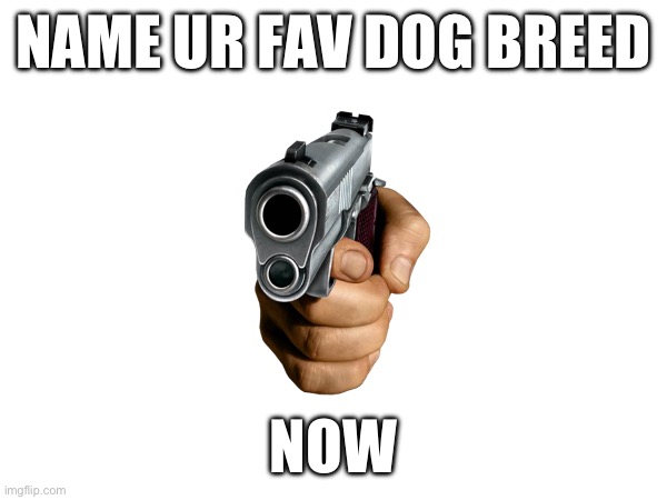 Y e s | NAME UR FAV DOG BREED; NOW | made w/ Imgflip meme maker