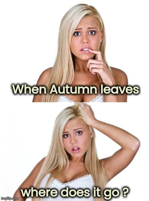 She knows words | When Autumn leaves; where does it go ? | image tagged in dumb blonde,stupid question,seasons,greetings,autumn leaves,come back | made w/ Imgflip meme maker