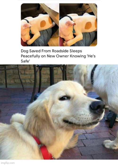 Dog saved | image tagged in satisfied doggo,dog,dogs,memes,asleep,sleep | made w/ Imgflip meme maker