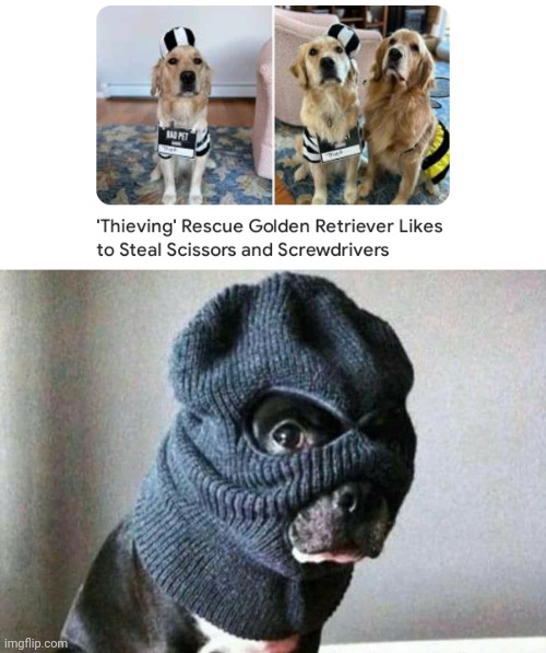 Stealing scissors and screwdrivers | image tagged in dog thief,dogs,dog,thief,memes,scissors | made w/ Imgflip meme maker
