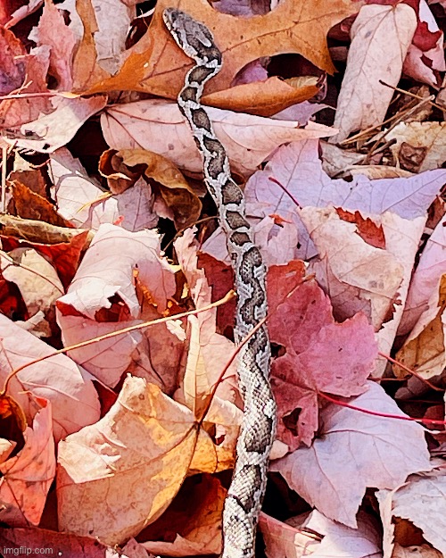 This is a Rat Snake | image tagged in snake,photography,photos | made w/ Imgflip meme maker