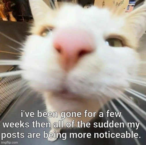 t | i've been gone for a few weeks then all of the sudden my posts are being more noticeable. | image tagged in blehh cat | made w/ Imgflip meme maker