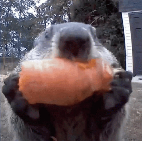 Eating beaver Blank Meme Template