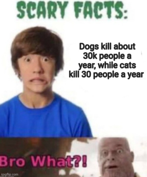 Scary facts | AAAA; Dogs kill about 30k people a year, while cats kill 30 people a year | image tagged in scary facts,shitpost,cats,oh wow are you actually reading these tags | made w/ Imgflip meme maker