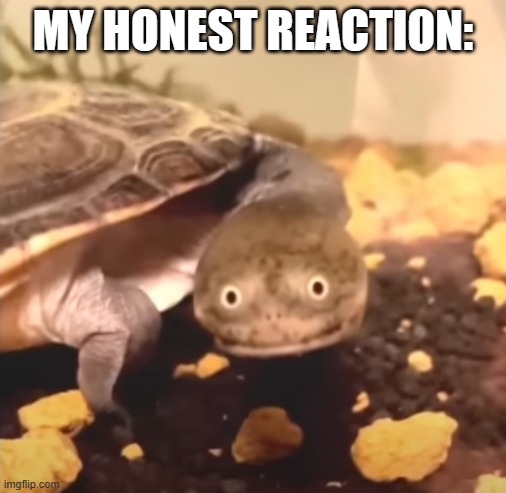 my honest reaction | MY HONEST REACTION: | image tagged in funny,turtle | made w/ Imgflip meme maker