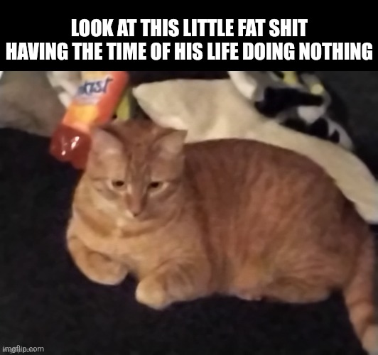 So precious | LOOK AT THIS LITTLE FAT SHIT HAVING THE TIME OF HIS LIFE DOING NOTHING | image tagged in goose | made w/ Imgflip meme maker