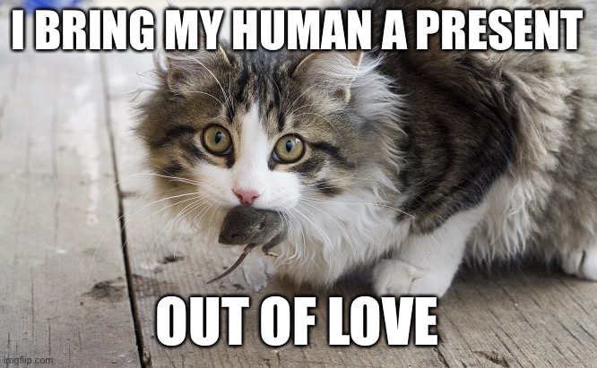 Cat With Mouse | I BRING MY HUMAN A PRESENT OUT OF LOVE | image tagged in cat with mouse | made w/ Imgflip meme maker