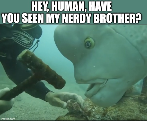 Big fish funny face | HEY, HUMAN, HAVE YOU SEEN MY NERDY BROTHER? | image tagged in big fish funny face | made w/ Imgflip meme maker