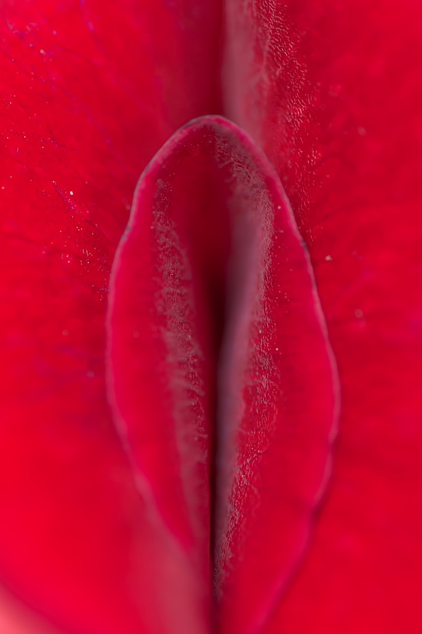 Petalo de rosa Blank Meme Template