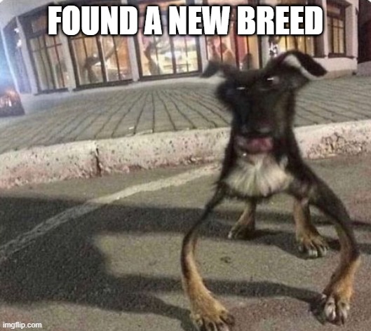 Warped Doggy | FOUND A NEW BREED | image tagged in funny dog | made w/ Imgflip meme maker