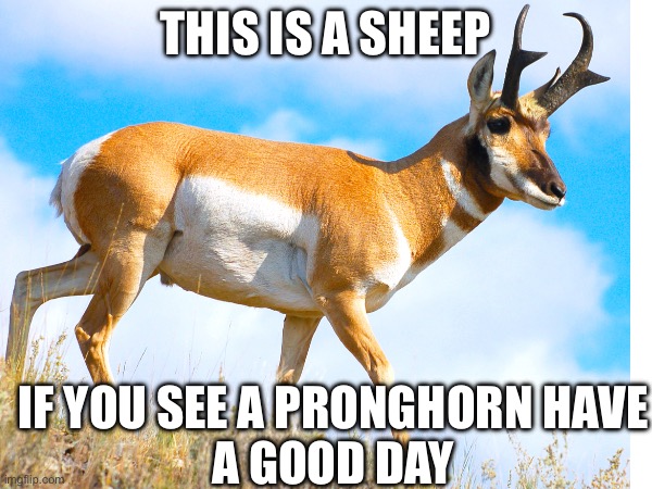 Sheep | THIS IS A SHEEP; IF YOU SEE A PRONGHORN HAVE
A GOOD DAY | image tagged in memes,sheep | made w/ Imgflip meme maker
