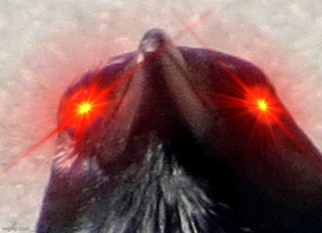 High Quality The Crow is Furious Blank Meme Template