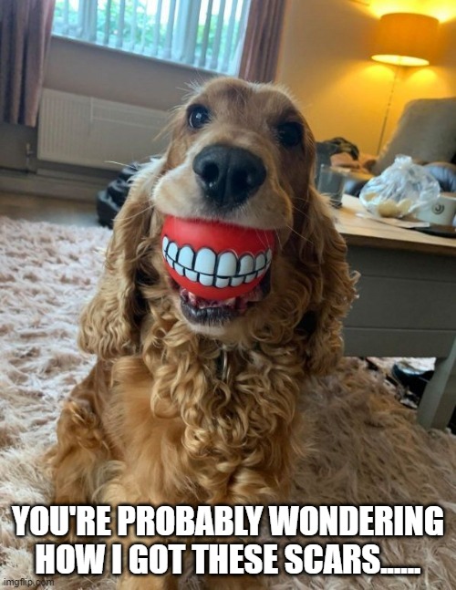Joker | YOU'RE PROBABLY WONDERING HOW I GOT THESE SCARS...... | image tagged in funny dogs | made w/ Imgflip meme maker