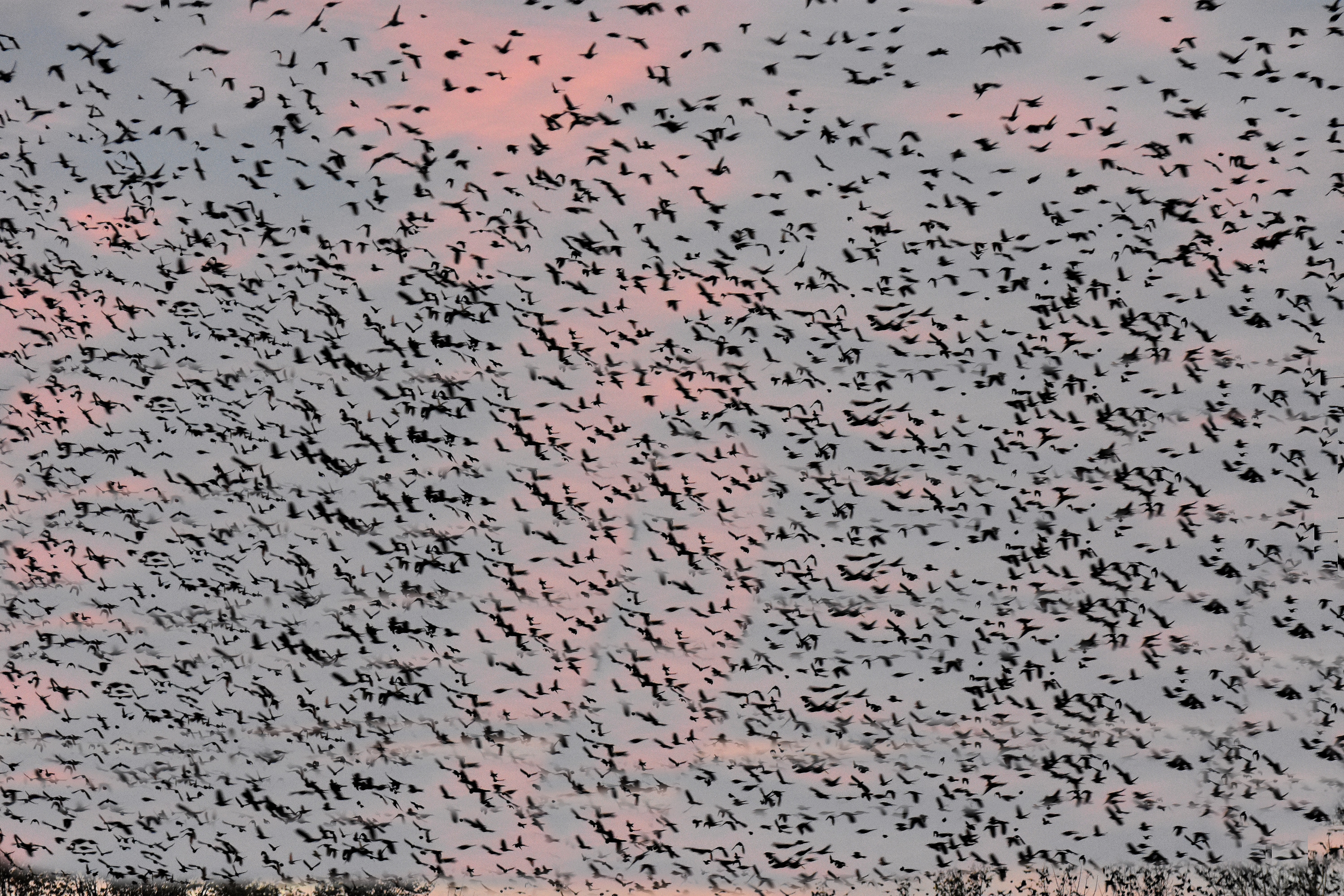 blackbird migration at dawn | image tagged in lots of birds,kewlew,nikon | made w/ Imgflip meme maker