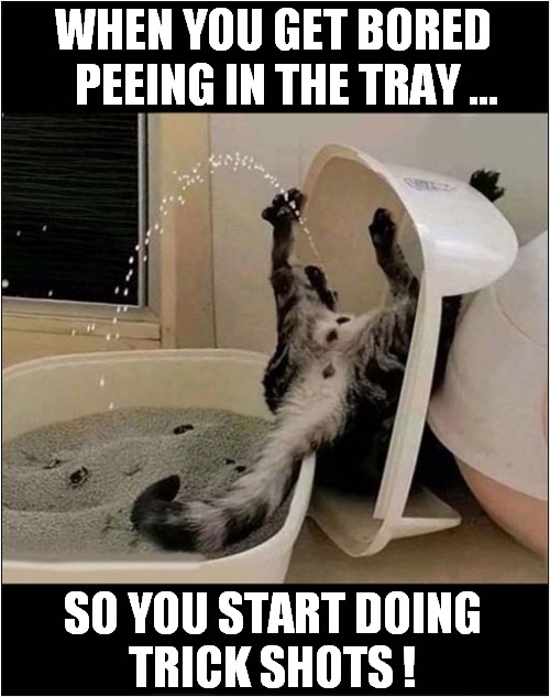 Now That's Stylish ! | WHEN YOU GET BORED
   PEEING IN THE TRAY ... SO YOU START DOING
TRICK SHOTS ! | image tagged in cats,stylish,peeing | made w/ Imgflip meme maker