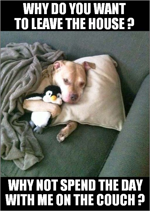 How Could You Resist ? | WHY DO YOU WANT TO LEAVE THE HOUSE ? WHY NOT SPEND THE DAY
WITH ME ON THE COUCH ? | image tagged in dogs,sleeping | made w/ Imgflip meme maker