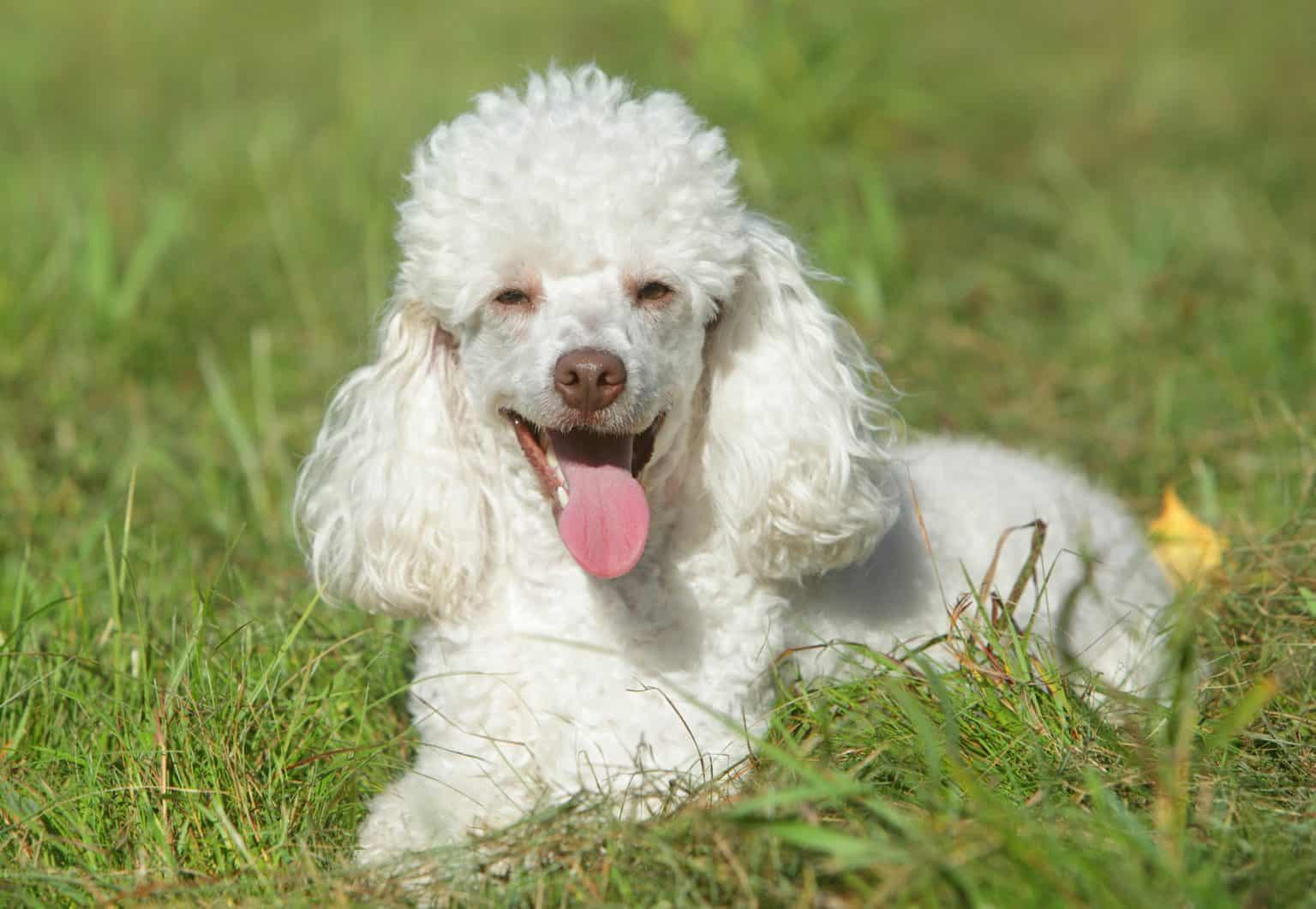 Poodle Blank Meme Template