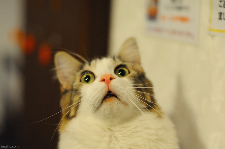 Shocked Cat | image tagged in shocked cat | made w/ Imgflip meme maker